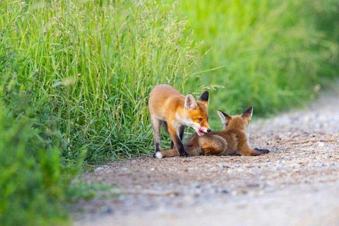 Fox (Vulpes vulpes) puppy Germany
