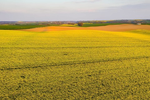 Rape field in bloom near Obermuschütz, in the background the Elbe valley, Meissen, Saxony, Germany