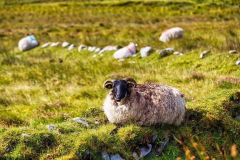 Sheep (Ovis aries), black head and horns in a meadow on Mount Slievemore, Acaill, Achill Island,