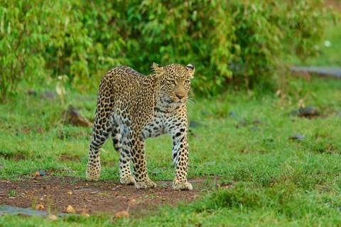 The leopard keeps a watchful eye on its surroundings in the grasslands, leopard (Panthera pardus),