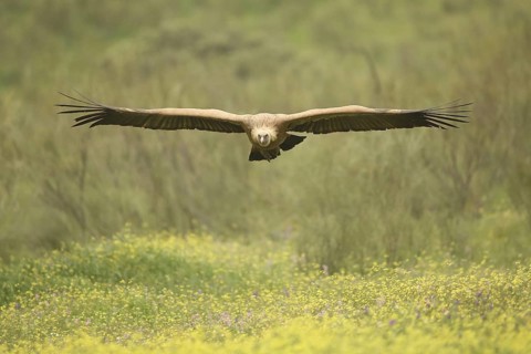 Griffon vulture (Gyps fulvus) approaching, frontal, nature photography, Torrejon El Rubio,