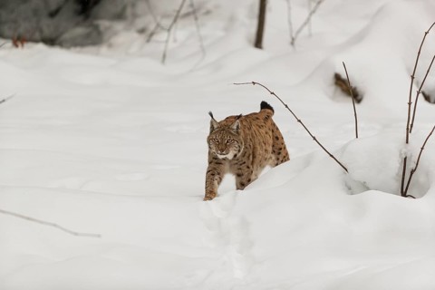 One Eurasian lynx, (Lynx lynx), walking over a snow covered opening in a forest