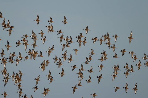Black tailed godwit (Limosa limosa) adult wading birds in flight in a flock, England, United