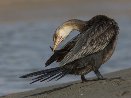 Reed Cormorant (Microcarbo africanus) preening, Gambia