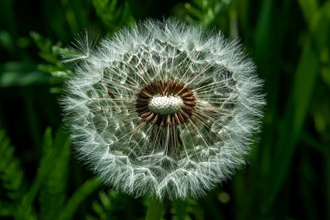 Common dandelion (Taraxacum officinale), dandelion, faded, seeds, Baden-Württemberg, Germany