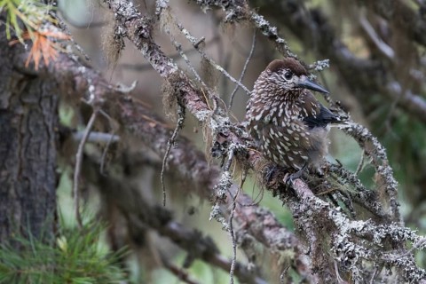 Nutcracker - Tannenhäher - Nucifraga caryocatactes ssp. caryocatactes, Russia (Ural), adult