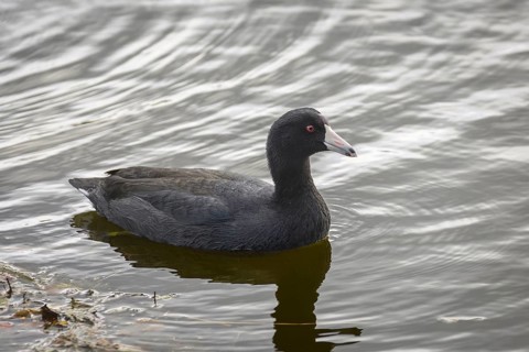American Coot, (Fulica americana), George C. Reifel Migratory Bird Sanctuary, Delta, British