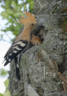 Eurasian Hoopoe (Upupa epops) juvenile, Brandenburg, Germany