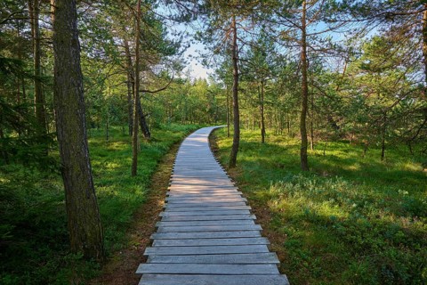 A wooden boardwalk leads through a green moor forest, summery atmosphere, peaceful surroundings,