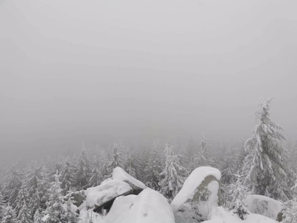 Snowy trees in a foggy winter landscape, Fichtelgebirge nature park Park