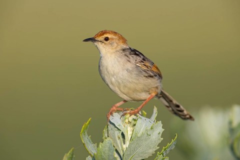 Vley's Cisticola, (Cisticola tinniens), biotope, habitat, perch, False Bay Nature Reserve Stran,