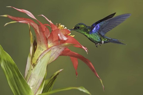 Crowned Woodnymph (Thalurania colombica hypochlora), Ecuador