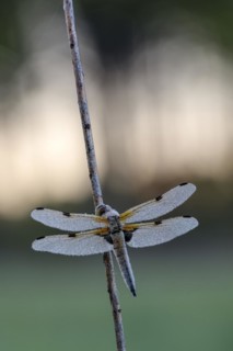 Four-spotted chaser (Libellula quadrimaculata), resting, in a meadow, with dewdrops, morning,
