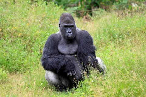 Western gorilla (Gorilla gorilla), adult, male, silverback, sitting on the ground
