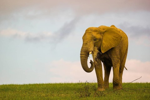 An adult female African elephant (Loxodonta africana) walks across a meadow, eating grass