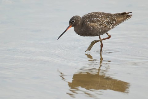 Spotted redshank (Tringa erythropus) adult male wading bird in summer plumage in a shallow lagoon,