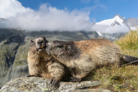 Two adult Alpine Marmot, Marmota marmota, standing on a rock. Side view portrait. Blue sky with