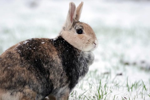 Rabbit (Oryctolagus cuniculus domestica), domestic animal, portrait, snow, Lateral profile of a