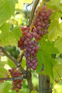 Grapevine (Vitis 'Vanessa'), State Research Centre for Agriculture and Fisheries, Federal Republic