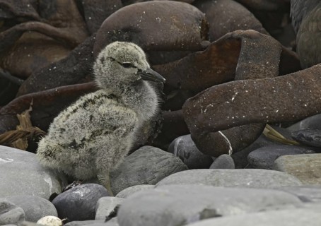 Blackish Oystercatcher (Haematopus ater) chick, Falkland Islands