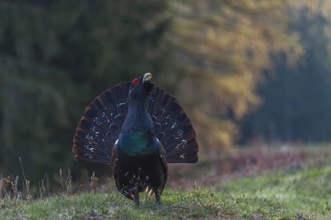 Auerhuhn (Tetrao urogallus) Western Capercaillie