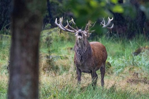 Red deer (Cervus elaphus) Rutting behaviour captive Germany