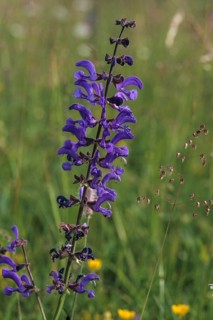 Lamiaceae, mint leaves, sage, salvia pratensis, meadow sage, flora, high size, portrait, meadow