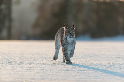 One young male Eurasian lynx, (Lynx lynx), walking over a snow covered meadow in backlight