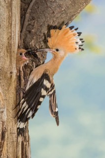 Eurasian Hoopoe (Upupa epops) feeding chick in nest hole, Aosta Valley, Italy