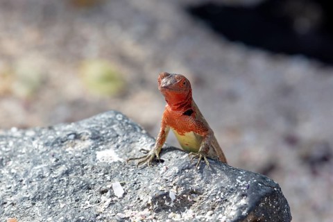 Lava lizard (Microlophus albemarlensis), Galapagos, Ecuador
