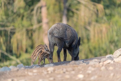 One adult and some piglet wild boar or wild pig (Sus scrofa) walking over an opening with a green