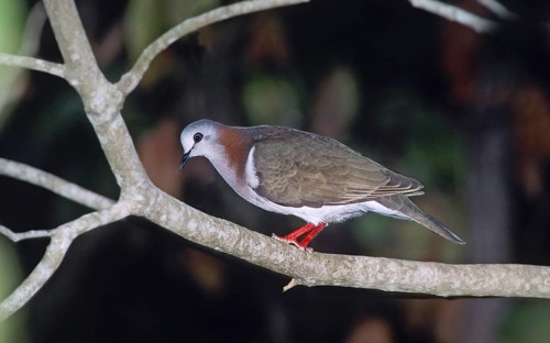 Caribbean Dove Leptotila jamaicensis Montego Bay, JAMAICA April Adult Columbidae