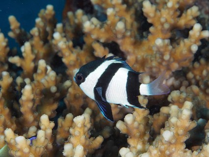 Three-banded Prussian Angelfish (Dascyllus aruanus Dascyllus abudafur)