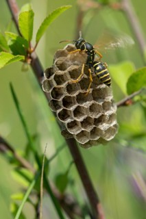 Eumenidae, hymenoptera, polistes nimpha, heath paper wasp, hymenoptera, polistes nimpha, solitary