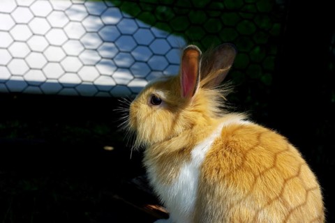 Domestic rabbit (Oryctolagus cuniculus forma domestica), cute, caged, A young rabbit sits in the