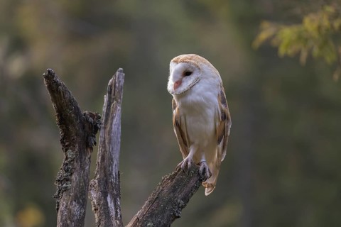 One barn owl (Tyto alba) sitting on top of a tree stump. A green forest in the distant background