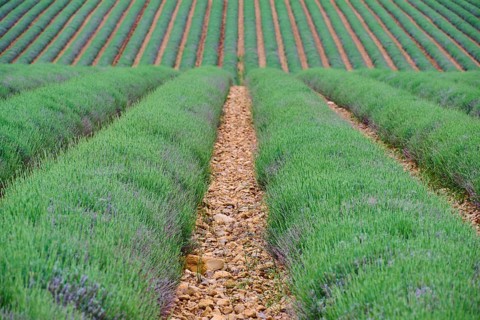 Endless lavender field (Lavandula), with symmetrical rows, peaceful atmosphere, summer, Valensole,