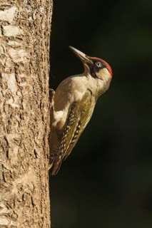 European Green Woodpecker (Picus viridis) male, Rhineland-Palatinate, Germany