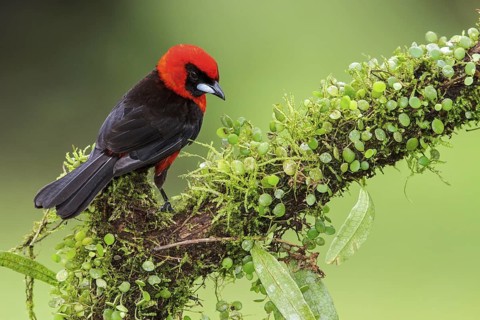 Masked Crimson Tanager (Ramphocelus nigrogularis) perched on a branch in Manu National Park, Peru