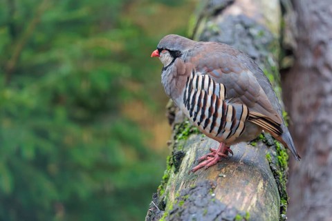 A rock partridge (Alectoris graeca) sleeps on a mossy tree trunk lying on the ground. Austria,