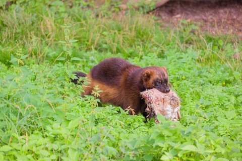 A wolverine (Gulo gulo) runs across a meadow, carrying a dead rabbit