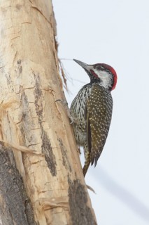 Golden-tailed Woodpecker (Campethera abingoni) male, Khomas, Namibia
