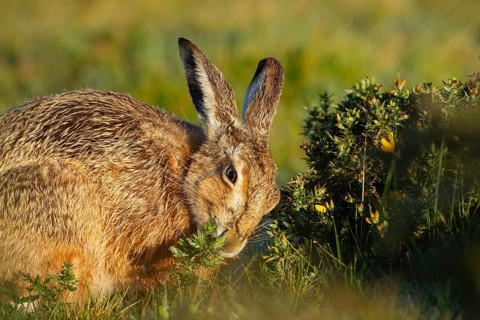 European brown hare (Lepus europaeus) adult animal feeding on a gorse bush, England, United Kingdom