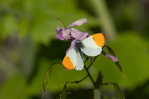 Orange tip butterfly (Anthocharis cardamines) adult male insect feeding on garden Honesty flowers