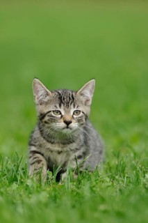 Kitten sitting in the green grass and looking attentively into the distance, domestic cat (Felis