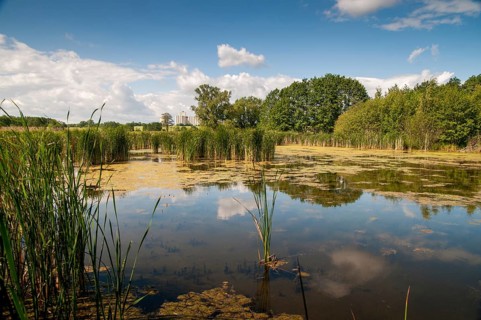 Friessnitzer See-Struth, Germany, Greiz, Seewiesen, Thuringia, small water, landscape, nature