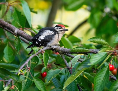Great Spotted Woodpecker (Dendrocopos major), juvenile bird perched on a branch of a cherry tree,