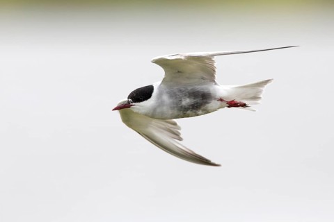 Whiskered Tern (Chlidonias hybrida) flying, Victoria, Australia