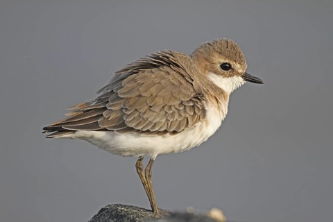Lesser Sand Plover (Charadrius mongolus), Negombo, Sri Lanka