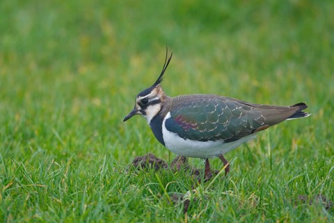 Northern Lapwing (Vanellus vanellus), Netherlands